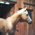 MondayMatters Lent: Day One         The Horse